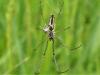 Tetragnatha sp.